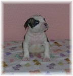 American Bulldog Breeder in  Michigan
